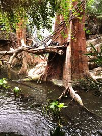 Trees in forest