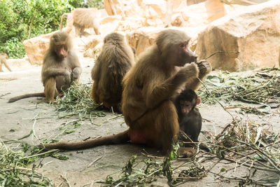 Monkeys sitting in a zoo