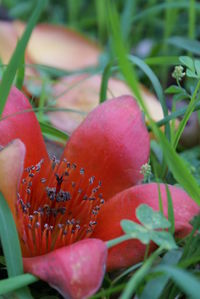 Close-up of pink flower