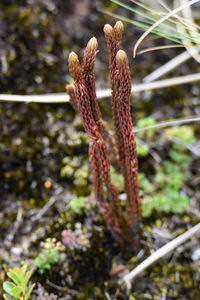 Close-up of red flowering plant