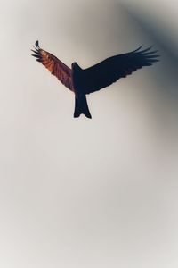 Low angle view of eagle flying in sky