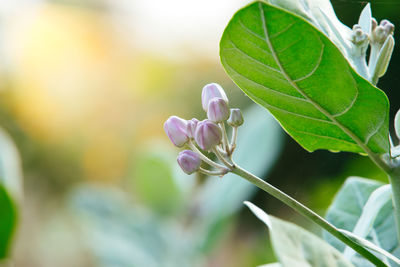 Close-up of white flowering plant