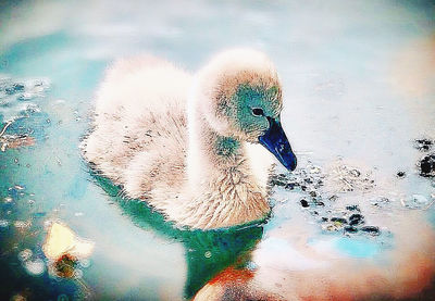 High angle view of swan swimming in lake