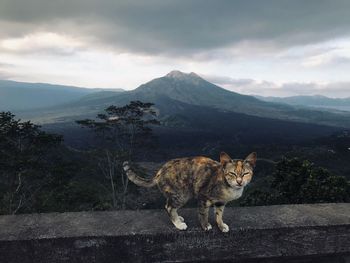 Full length of a cat on mountain against sky