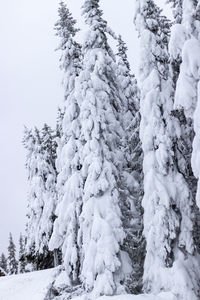 Snow covered trees in forest against sky