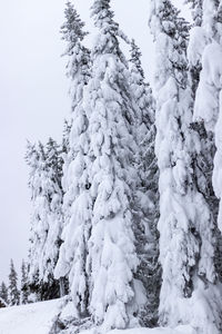 Snow covered trees in forest against sky