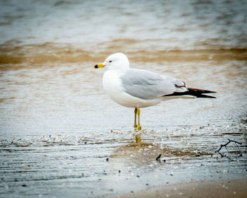 Seagull perching on a wood