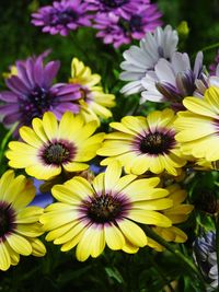 Close-up of flowers blooming outdoors