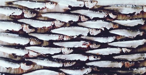 Full frame shot of small sardines