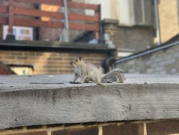 Cat sitting on retaining wall against building