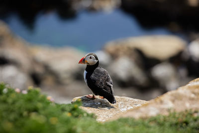 Close-up of puffin perching on rock