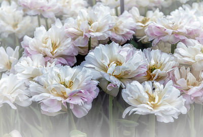 Close-up of white flowering plants