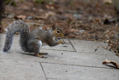 Close-up of squirrel eating