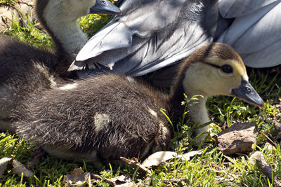 Close-up of a duck