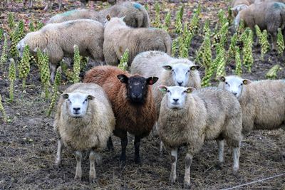 Sheep grazing on field