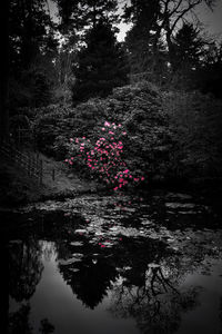 Reflection of trees in water