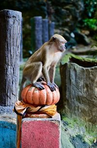Monkey sitting on wooden post