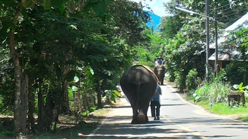 Horse standing on road amidst trees in forest