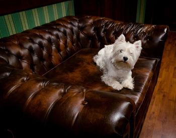 Dog relaxing on sofa at home