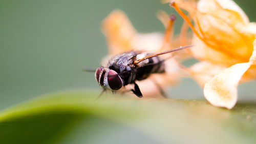 Close-up of insect on flower