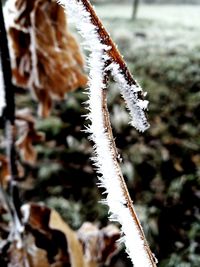 Close-up of frozen plant