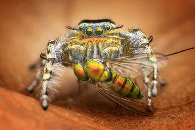 Close-up of spider