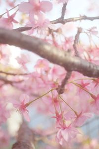 Low angle view of pink flowers on tree