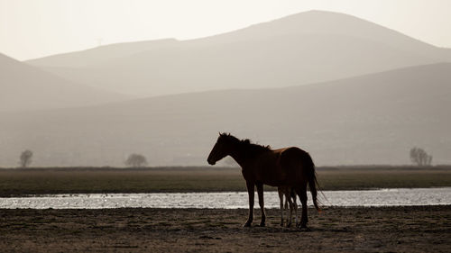 Horse and foal are standing on a land