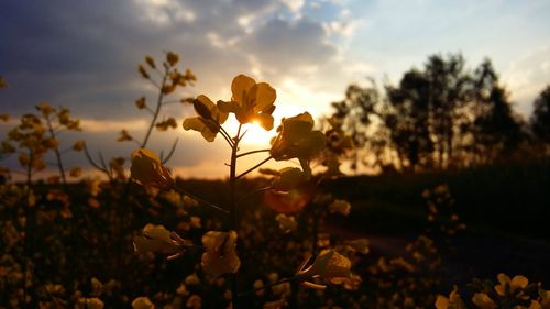 Flowers blooming on field during sunset