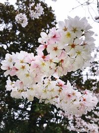 Low angle view of white flowers blooming on tree