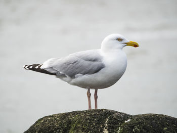 Close-up of seagull perching on rock