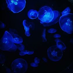 Close-up of jellyfish underwater