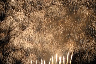 Full frame shot of plants