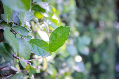 Close-up of wet leaves