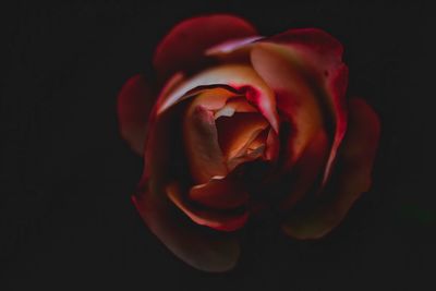 Close-up of rose against black background