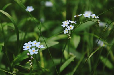 Close-up of white flowering plant