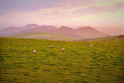 Cows grazing on field against sky