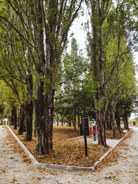 Trees by footpath in park