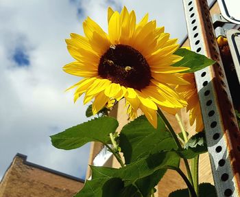 Close-up of sunflower