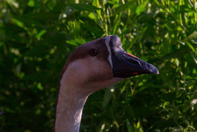 Close-up of a bird looking away
