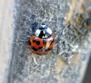 Close-up of ladybug