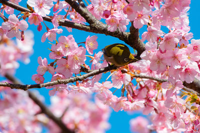 Cherry blossoms in spring