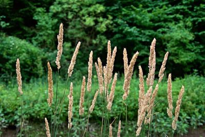 Close-up of plants growing on field
