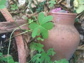 Close-up of snake on plant