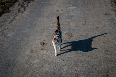 High angle view of dog on shadow