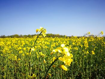 Scenic view of oilseed rape field against clear sky