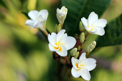 Close-up of white flowering plant