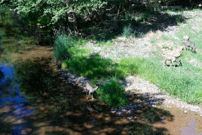 High angle view of an animal on land