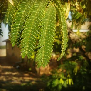 Close up of leaves