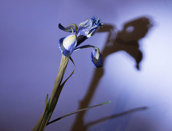 Close-up of wilted plant against blue background